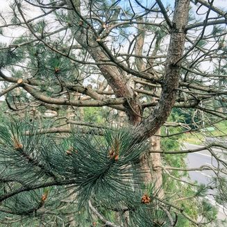 Snoeien Pinus bosje 